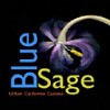 Blue Sage