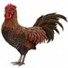 Gallo Nero