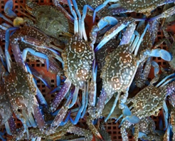 The Crab Pitt photo